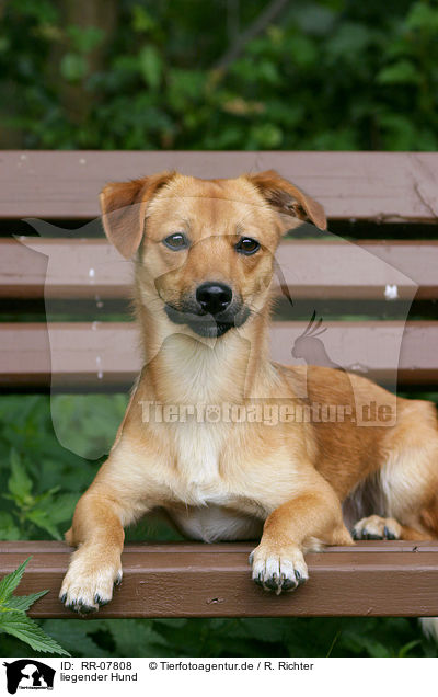 liegender Hund / lying dog / RR-07808