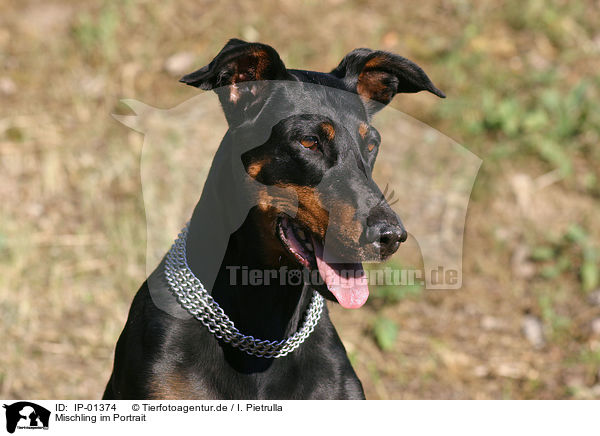 Mischling im Portrait / dog portrait / IP-01374