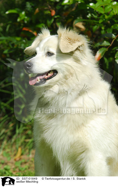 weier Mischling / white dog / SST-01849