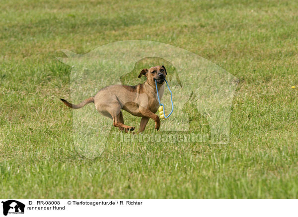 rennender Hund / running dog / RR-08008