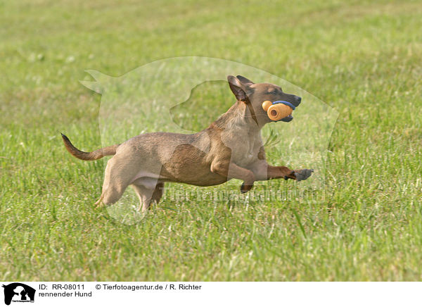rennender Hund / running dog / RR-08011