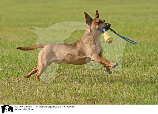 rennender Hund / running dog / RR-08018