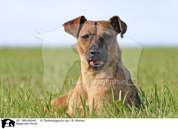 liegender Hund / lying dog / RR-08049