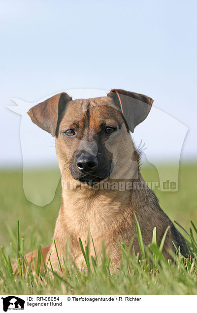 liegender Hund / lying dog / RR-08054