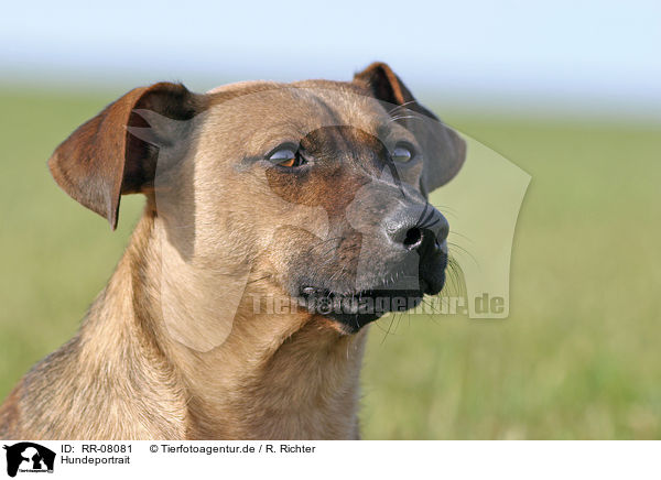 Hundeportrait / dog portrait / RR-08081