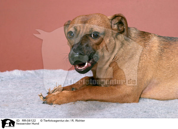 fressender Hund / eating dog / RR-08122