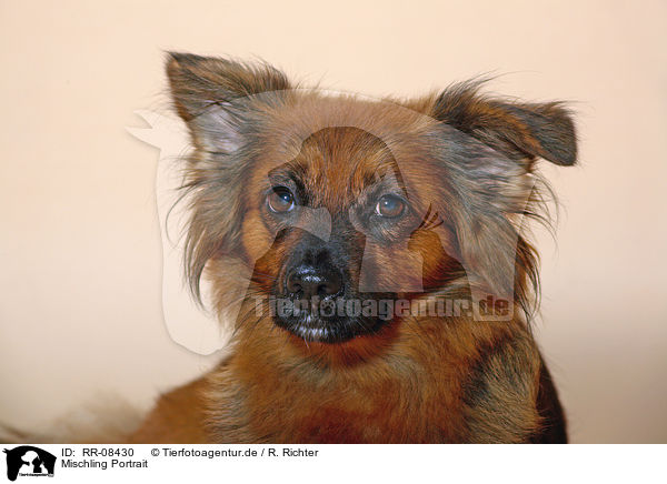 Mischling Portrait / dog portrait / RR-08430