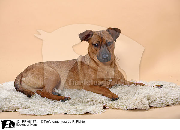 liegender Hund / lying dog / RR-08477