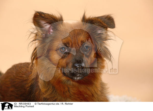 Mischling Portrait / dog portrait / RR-08483