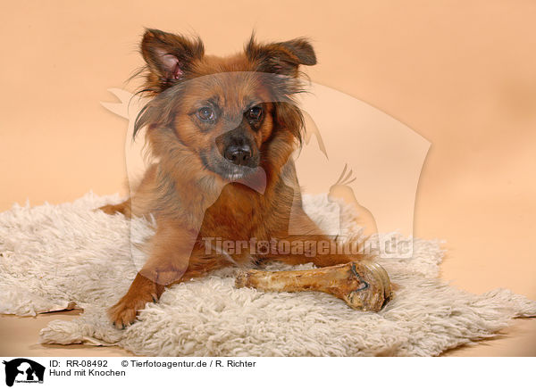 Hund mit Knochen / dog with bone / RR-08492