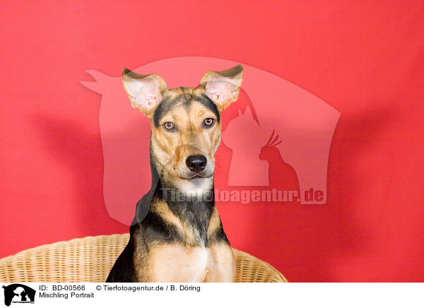 Mischling Portrait / dog head / BD-00566