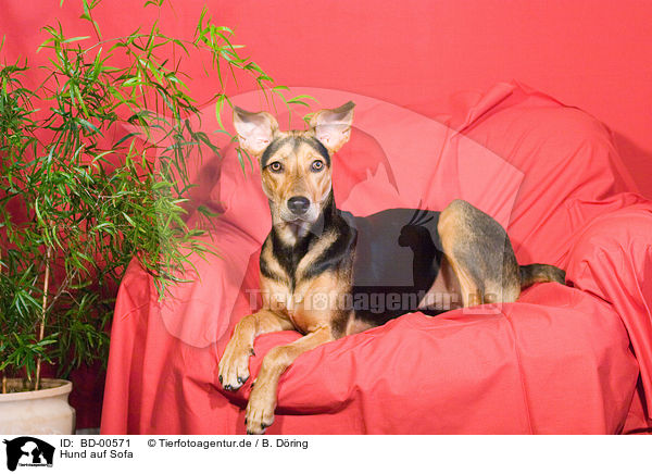Hund auf Sofa / dog at sofa / BD-00571