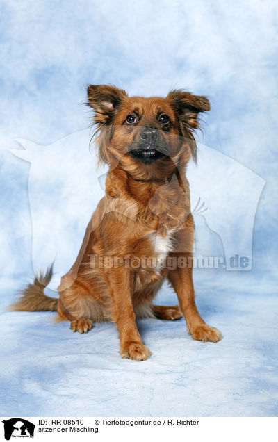 sitzender Mischling / sitting mongrel / RR-08510