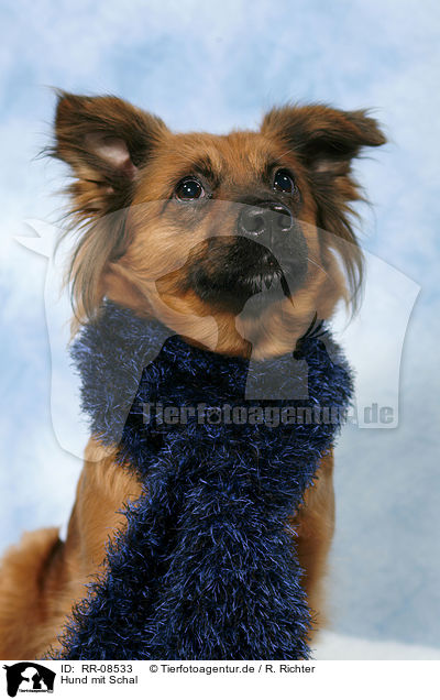 Hund mit Schal / dog with shawl / RR-08533