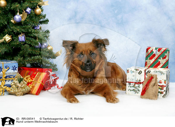 Hund unterm Weihnachtsbaum / dog under christmastree / RR-08541
