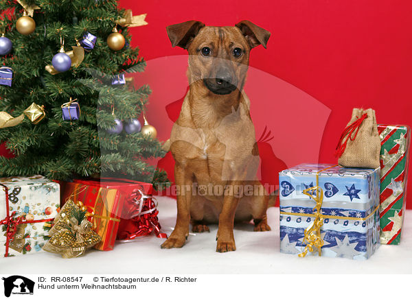 Hund unterm Weihnachtsbaum / dog under christmastree / RR-08547