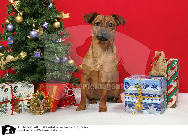 Hund unterm Weihnachtsbaum / dog under christmastree / RR-08548