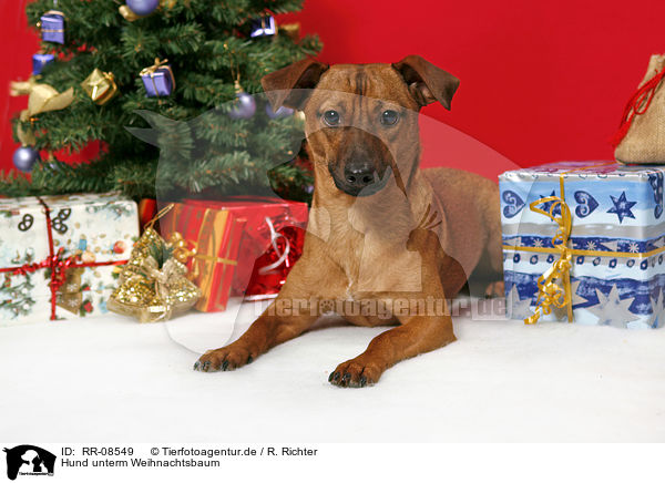 Hund unterm Weihnachtsbaum / dog under christmastree / RR-08549
