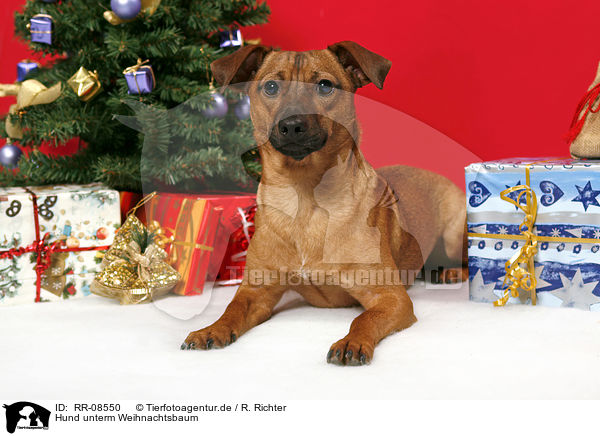 Hund unterm Weihnachtsbaum / dog under christmastree / RR-08550