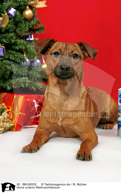 Hund unterm Weihnachtsbaum / dog under christmastree / RR-08552