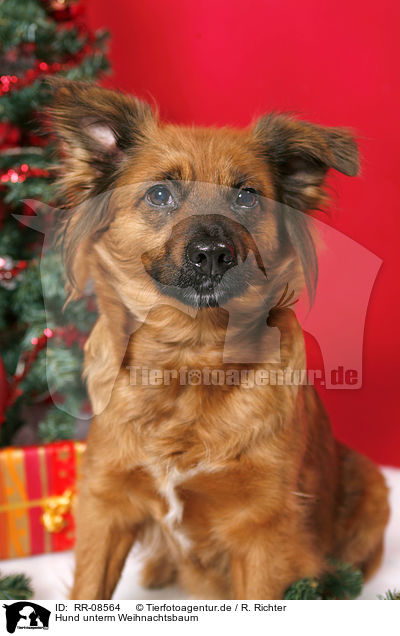 Hund unterm Weihnachtsbaum / dog under christmastree / RR-08564