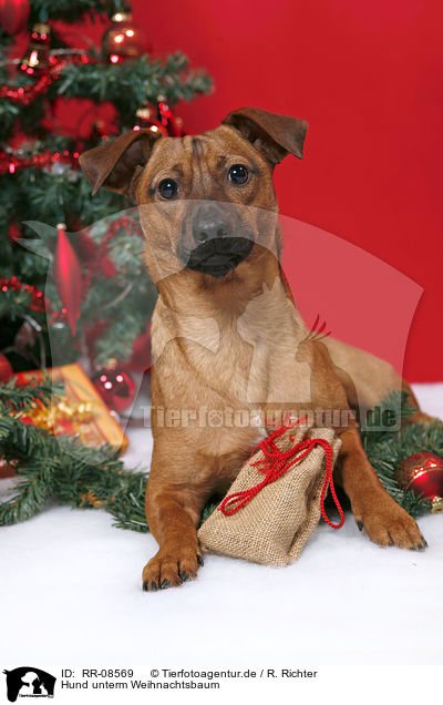 Hund unterm Weihnachtsbaum / dog under christmastree / RR-08569