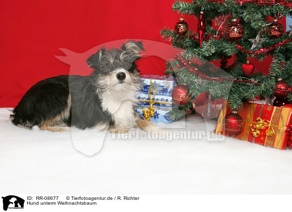Hund unterm Weihnachtsbaum / dog under christmastree / RR-08677