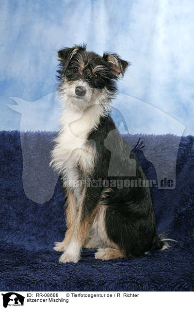 sitzender Mischling / sitting Mongrel / RR-08688