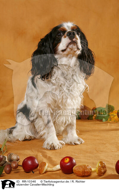 sitzender Cavalier-Mischling / sitting Cavalier / RR-10346