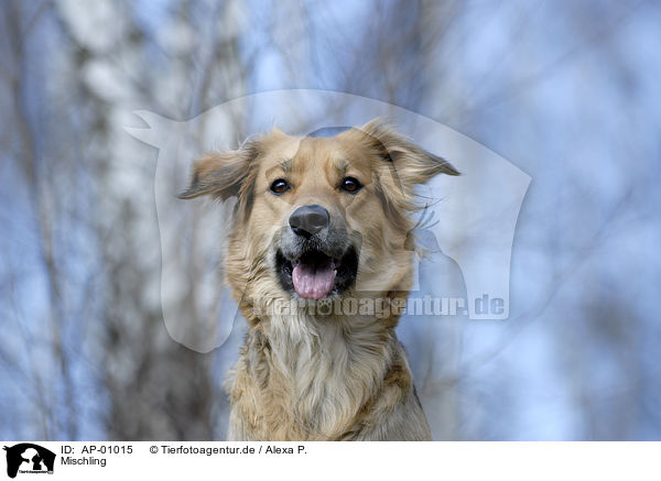 Mischling / dog / AP-01015