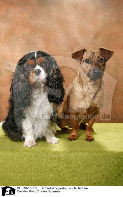 Cavalier King Charles Spaniels / Cavalier King Charles Spaniels / RR-10882