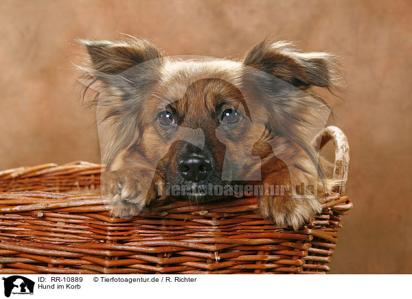 Hund im Korb / dog in basket / RR-10889