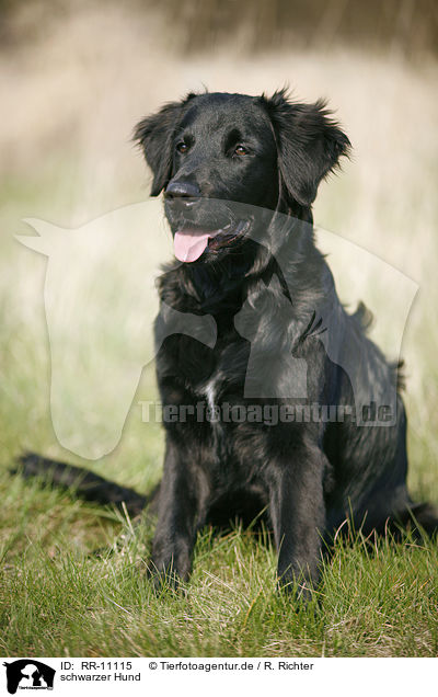 schwarzer Hund / black dog / RR-11115