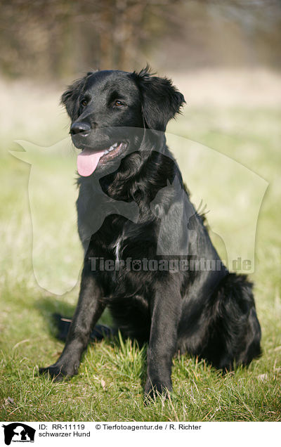 schwarzer Hund / black dog / RR-11119