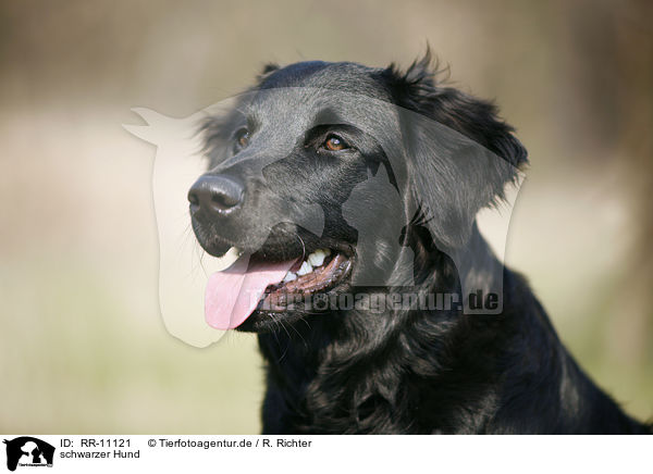 schwarzer Hund / black dog / RR-11121