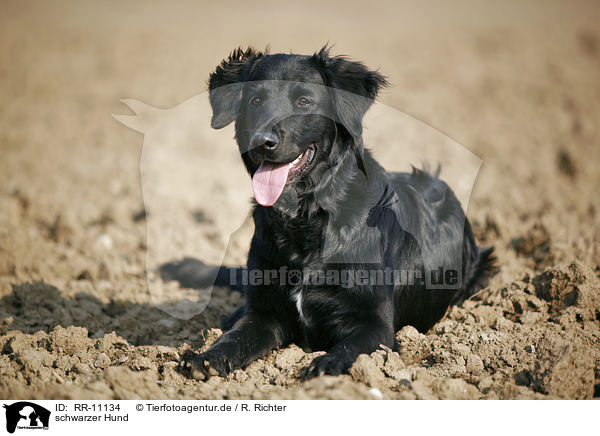 schwarzer Hund / black dog / RR-11134