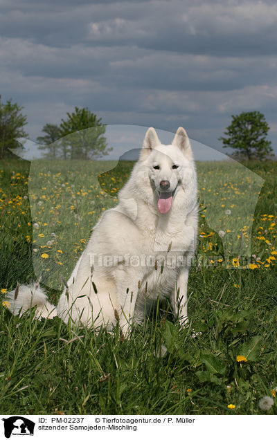 sitzender Samojeden-Mischling / sitting mongrel / PM-02237