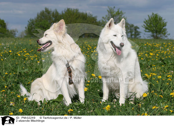 2 sitzende Mischlinge / 2 sitting mongrels / PM-02249