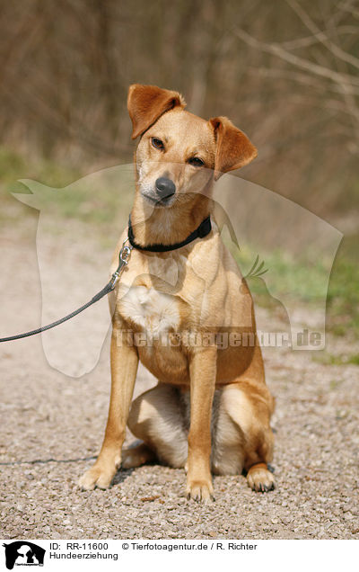Hundeerziehung / dog training / RR-11600