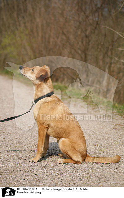 Hundeerziehung / dog training / RR-11601