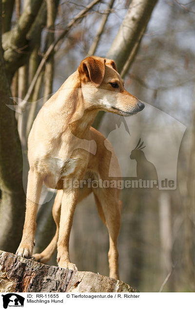 Mischlings Hund / crossbreed dog / RR-11655