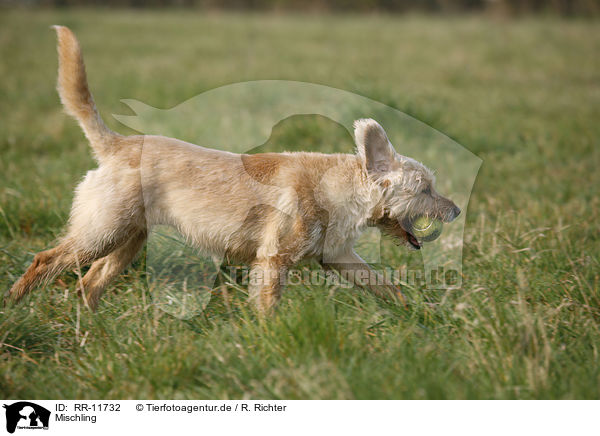 Mischling / ccrossbreed dog / RR-11732