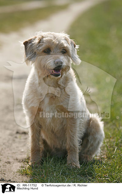 Mischling Hund / crossbreed dog / RR-11752