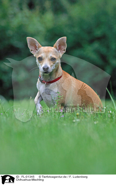 Chihuahua-Mischling / dog / FL-01345