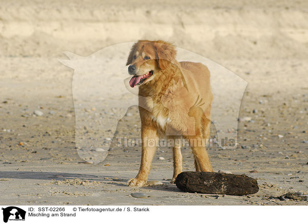 Mischling am Strand / dog at the beach / SST-02266
