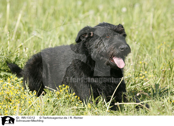 Schnauzer-Mischling / crossbreed / RR-13312