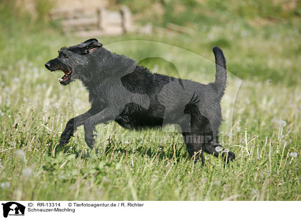 Schnauzer-Mischling / crossbreed / RR-13314