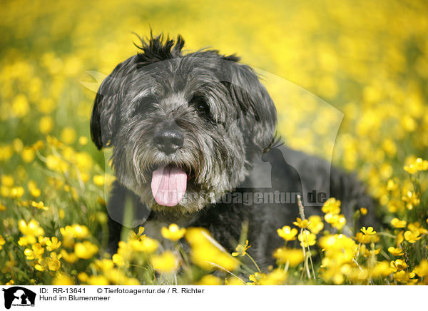 Hund im Blumenmeer / dog in flowers / RR-13641