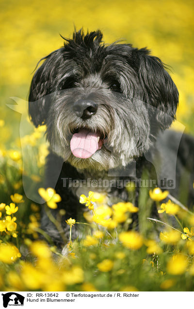 Hund im Blumenmeer / dog in flowers / RR-13642