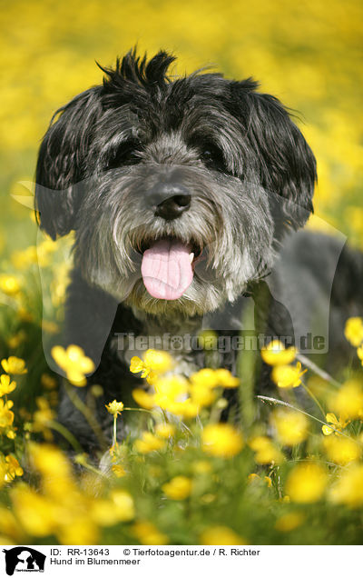 Hund im Blumenmeer / dog in flowers / RR-13643